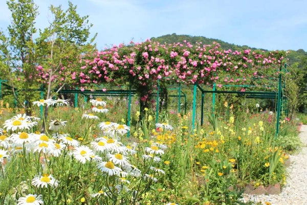 【高知県内発】 志国土佐時代の夜明けのものがたり~雄飛の抄~と「モネの庭」マルモッタン日帰り1